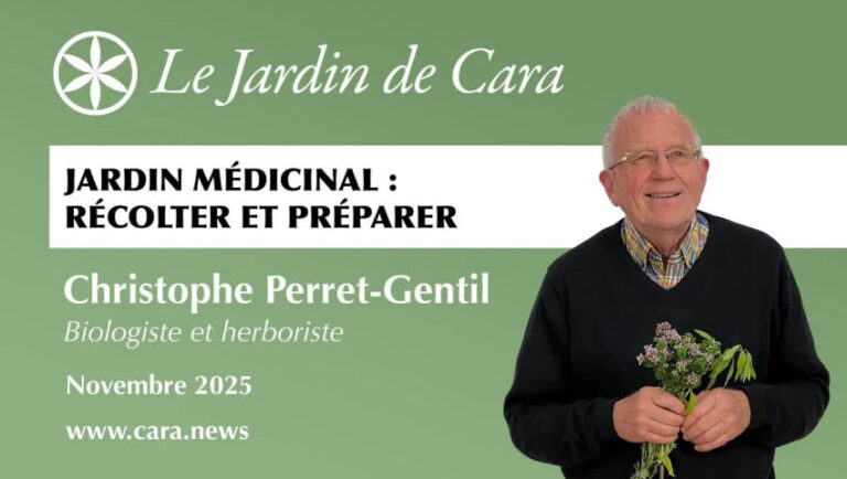 Jardin médicinal : récolter et préparer